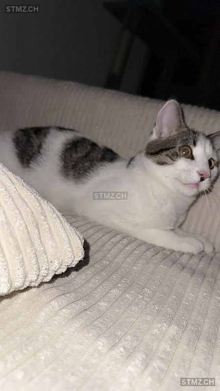 Balou — Hauskatze ♂, Vermisst seit 25.01.2026, Marly (FR)