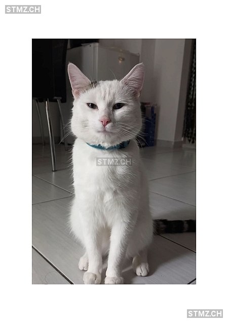 Boubou — Hauskatze ♂, Vermisst seit 24.11.2025, Payerne (VD)