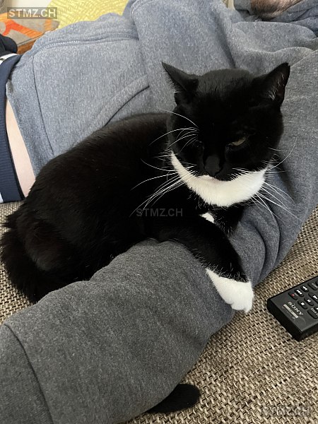 Luna — Hauskatze ♀, Vermisst seit 30.07.2025, Sempach (LU)