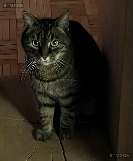 Lilly — Hauskatze ♀, Vermisst seit 07.01.2026, Riehen (BS)