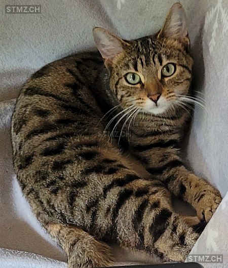 Rosi — Hauskatze ♀, Vermisst seit 07.11.2025, Bellmund (BE)