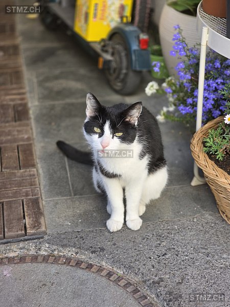 Mr.T ( Rufname Tiii ) — Hauskatze ♂, Vermisst seit 22.01.2026, Seewis Dorf (GR)