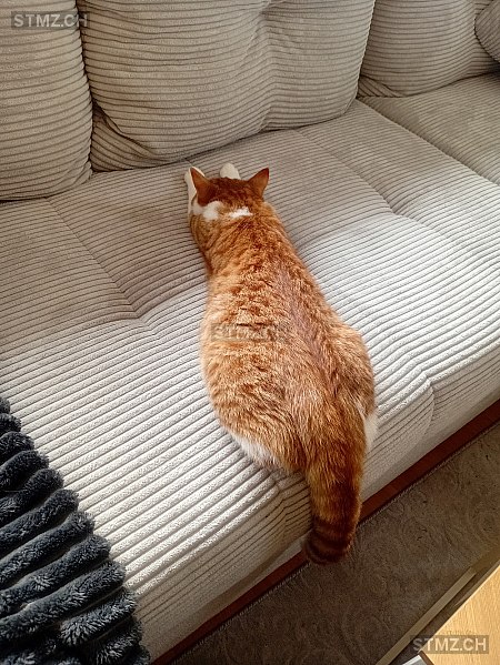 Bico — Hauskatze ♂, Vermisst seit 29.11.2025, La Chaux-de-Fonds (NE)