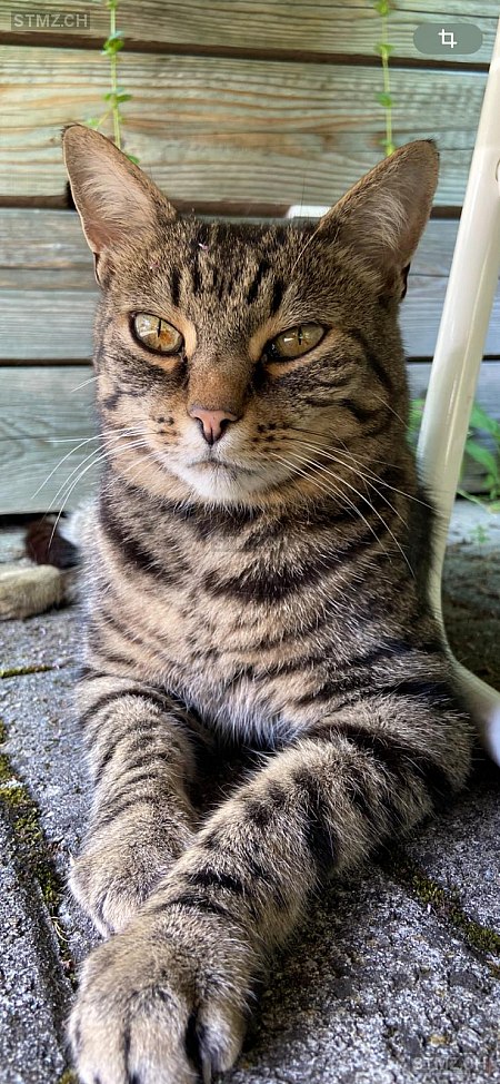 Floyd — Hauskatze ♂, Vermisst seit 27.01.2026, Ebikon (LU)