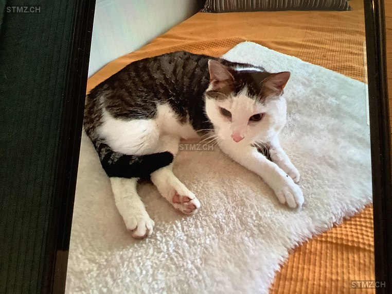 Sting — Hauskatze ♂, Vermisst seit 25.01.2026, Rüti bei Lyssach (BE)