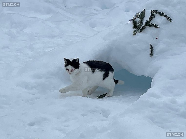 Minngi — Hauskatze ♂, Vermisst seit 21.12.2025, Männedorf (ZH)