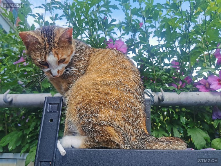 Lillifee — Hauskatze ♀, Vermisst seit 26.01.2026, Neuhausen am Rheinfall (SH)