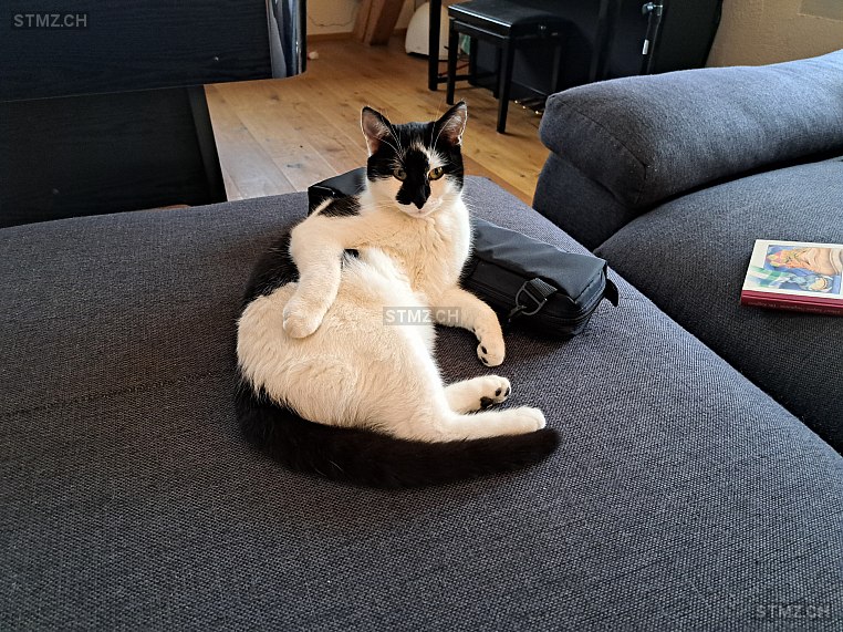 Luigi — Hauskatze ♂, Vermisst seit 28.01.2026, Löhningen (SH)