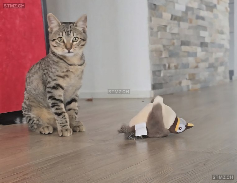 Vermisste Katzen #391796 — Hauskatze ♂, Vermisst seit ?, Niederwil SG (SG)