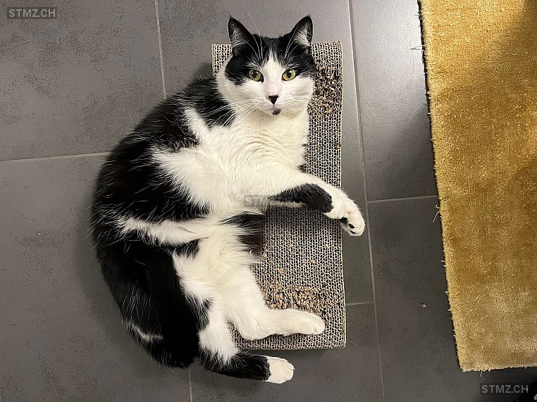 Lulu — Hauskatze ♀, Vermisst seit 19.01.2026, Saillon (VS)