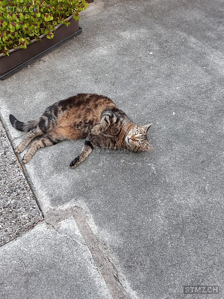 Tschäsi — Hauskatze ♀, Vermisst seit 13.12.2025, Innertkirchen (BE)