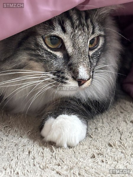 Kion — Norwegische Waldkatze ♂, Vermisst seit 27.01.2026, Grenchen (SO)