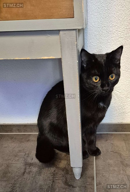 Mogli — Hauskatze ♂, Vermisst seit 19.01.2026, Mellingen (AG)
