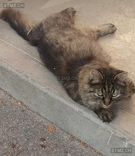 Mia — Hauskatze ♀, Vermisst seit 30.05.2025, Leimiswil (BE)