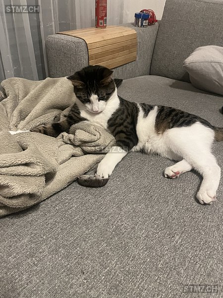 Mailo — Hauskatze ♂, Vermisst seit 27.01.2026, Rheineck (SG)
