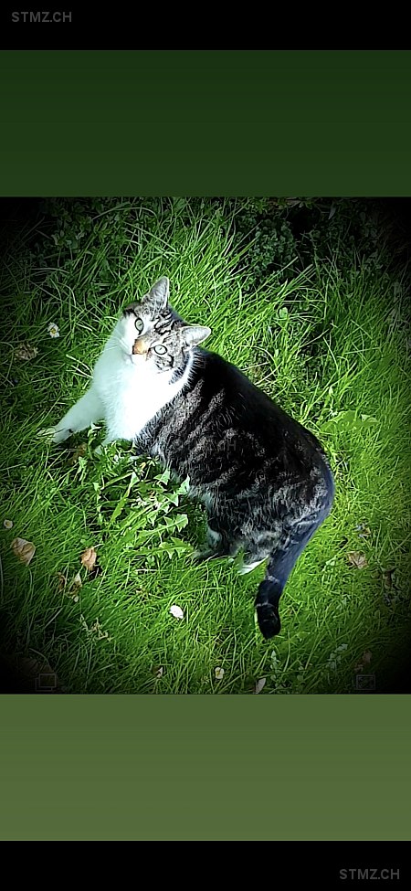 Tharis — Hauskatze ♂, Vermisst seit 27.01.2026, Ebikon (LU)