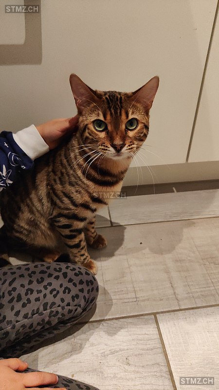 Milo — Bengalen ♂, Vermisst seit 27.01.2026, Kreuzlingen (TG)