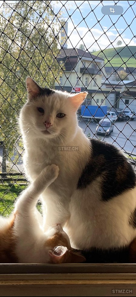 Amar — Hauskatze ♂, Perdu depuis 14.02.2023, Huttwil (BE)