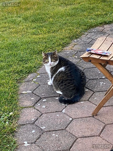 Leo — Hauskatze ♂, Vermisst seit 28.01.2026, Leimbach AG (AG)