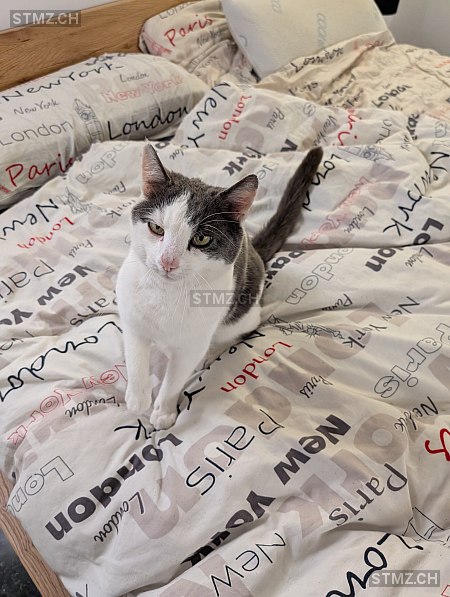 Bunba — Hauskatze ♂, Vermisst seit 01.11.2025, Ulisbach (SG)