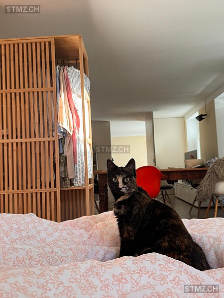 Milli — Hauskatze ♀, Vermisst seit 28.01.2026, Elgg (ZH)