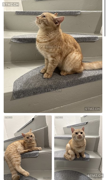 Rocket — Hauskatze ♂, Vermisst seit 08.12.2025, Oensingen (SO)