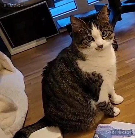 Lumi — Hauskatze ♀, Vermisst seit 22.01.2026, Mels (SG)