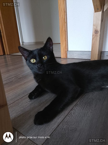 Luna — Hauskatze ♀, Vermisst seit 30.01.2026, Thierrens (VD)