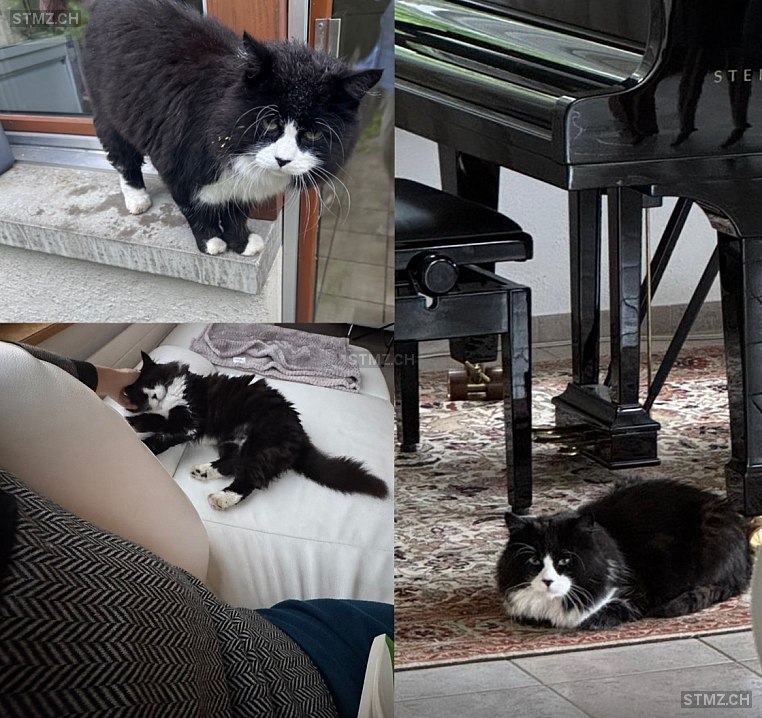 Minou Minou — Hauskatze ♂, Vermisst seit 15.01.2026, Winterthur (ZH)