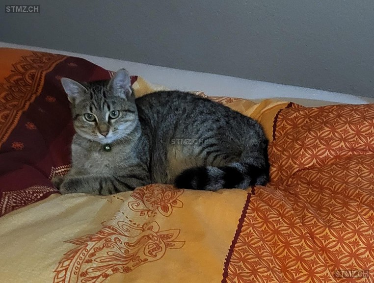 Piti — Hauskatze ♂, Vermisst seit 28.01.2026, Rebstein (SG)