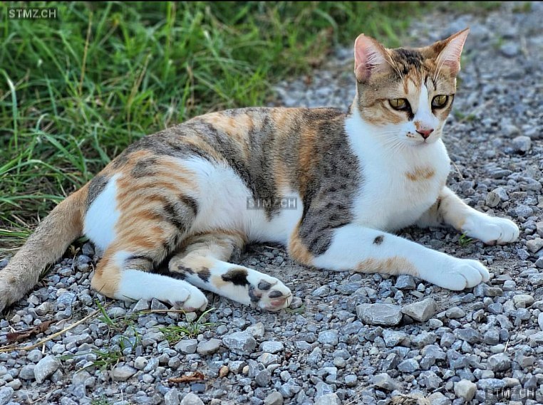Daisy — Hauskatze ♀, Vermisst seit 15.10.2025, Gansingen (AG)