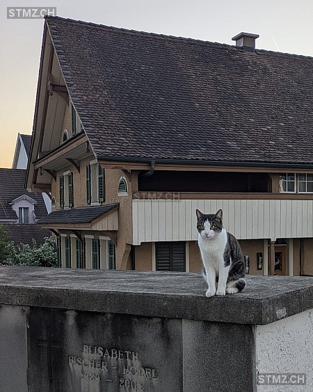 Momo — Hauskatze ♀, Vermisst seit 24.01.2026, Hochdorf (LU)