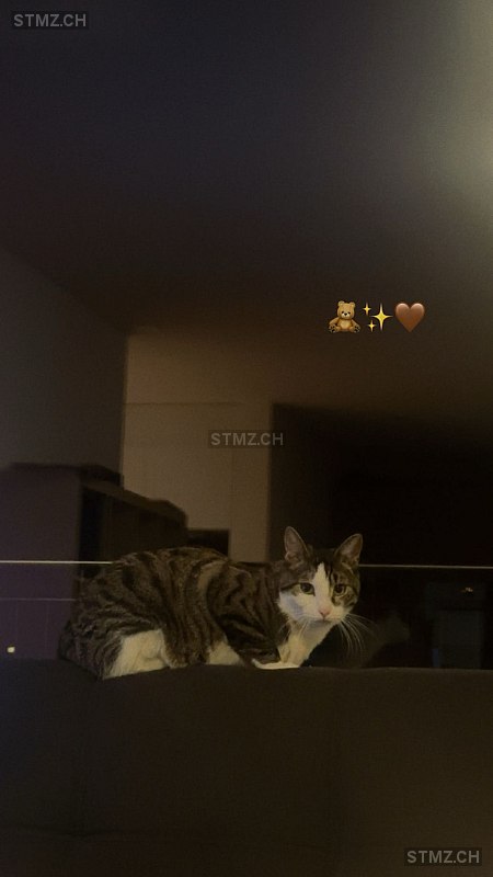 Timmy — Hauskatze ♂, Vermisst seit 31.01.2026, Wolhusen (LU)