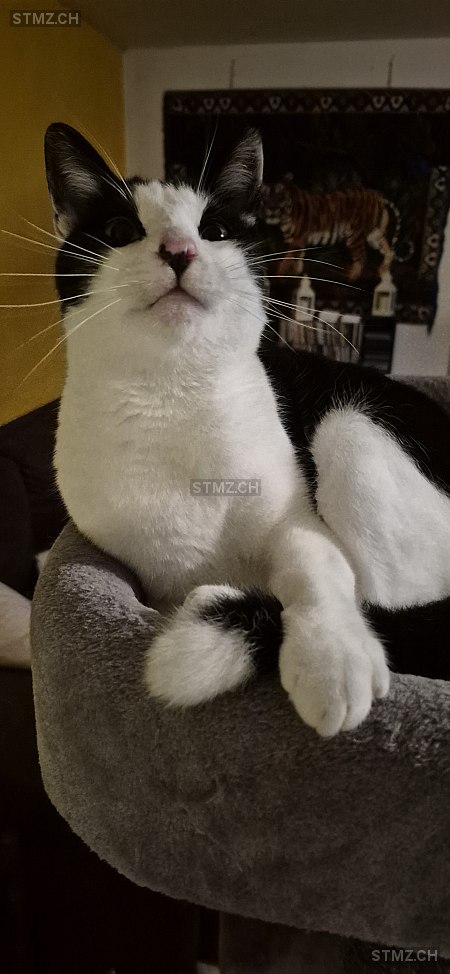Romeo — Hauskatze ♂, Vermisst seit 26.01.2026, Torricella (TI)