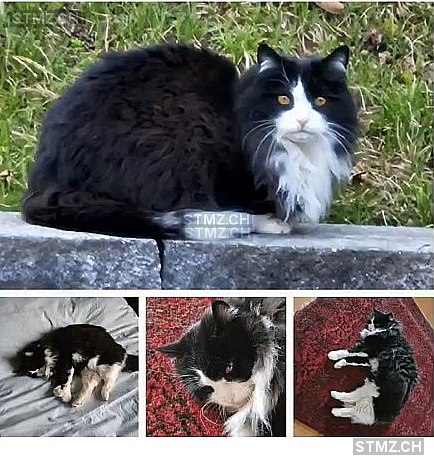 Fidelio — Hauskatze ♂, Vermisst seit 17.01.2026, Münsingen (BE)