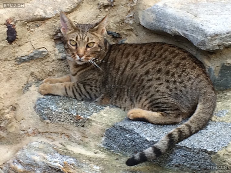 Asia — Hauskatze ♀, Vermisst seit 01.02.2026, Cadro (TI)