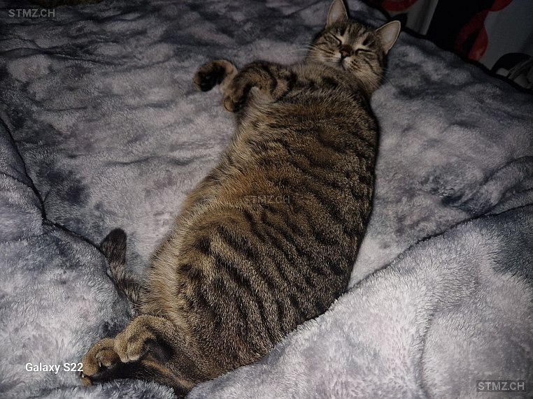 Baghira — Hauskatze ♀, Vermisst seit 15.12.2025, Necker (SG)