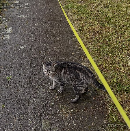 Luna — Hauskatze ♀, Vermisst seit 01.10.2025, Cham (ZG)