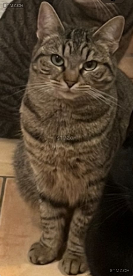 Amy — Hauskatze ♀, Vermisst seit 11.01.2026, Bätterkinden (BE)