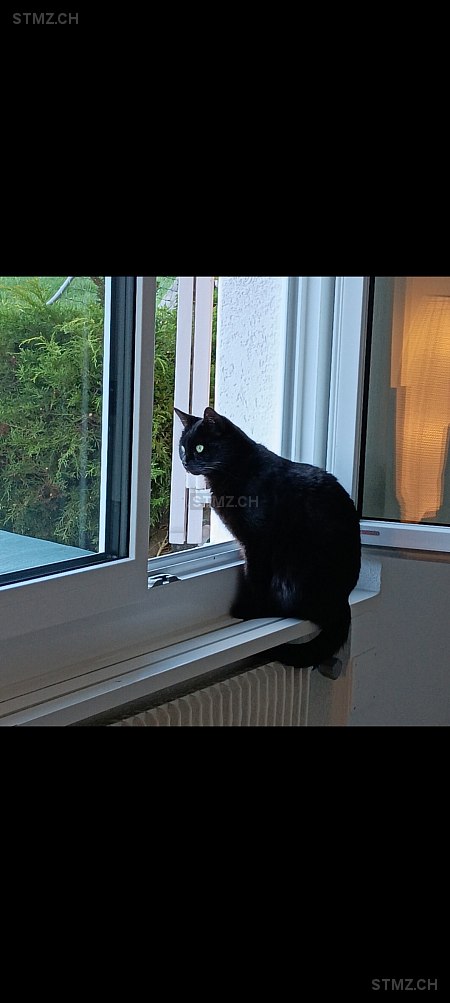 Bogy — Hauskatze ♂, Vermisst seit 16.01.2026, Schüpfheim (LU)