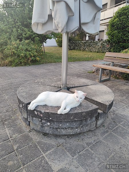 Lennox — Hauskatze ♂, Vermisst seit 31.01.2026, Umiken (AG)