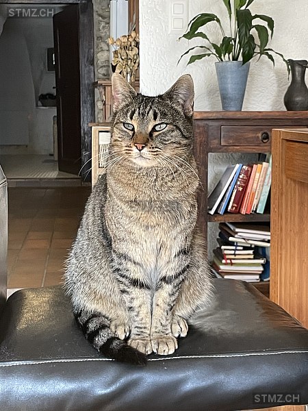 Laska — Hauskatze ♀, Vermisst seit 02.02.2026, Vicques (JU)