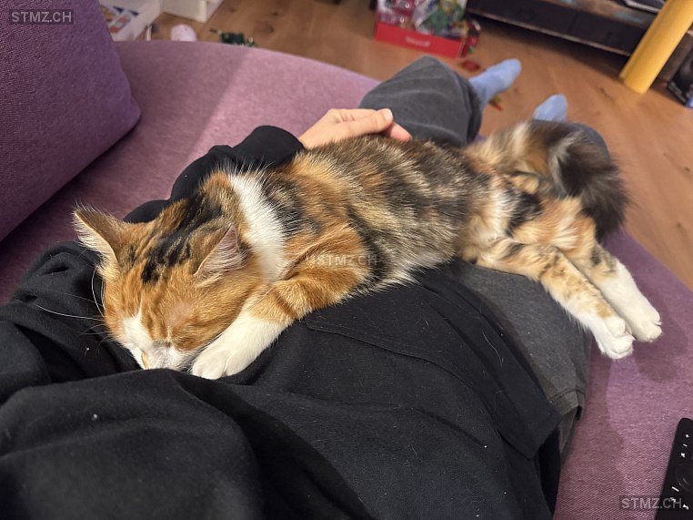 Nova — Katze ♀, Vermisst seit 03.02.2026, Pfäffikon ZH (ZH)