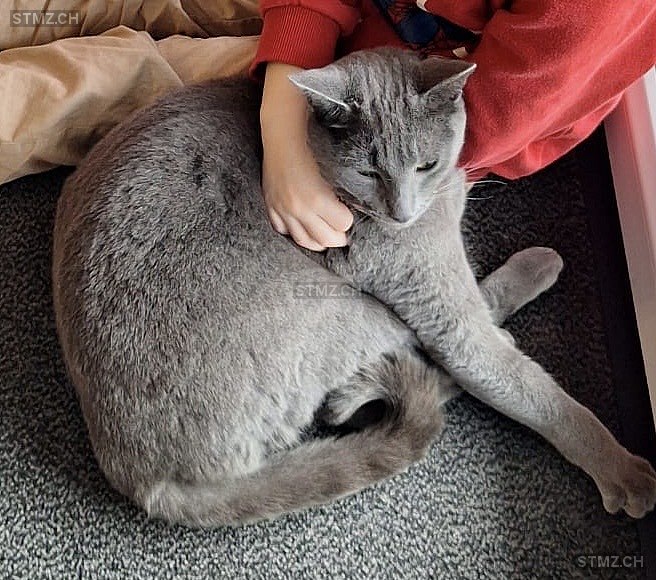 JJ — Hauskatze ♂, Vermisst seit 02.02.2026, Wahlen bei Laufen (BL)