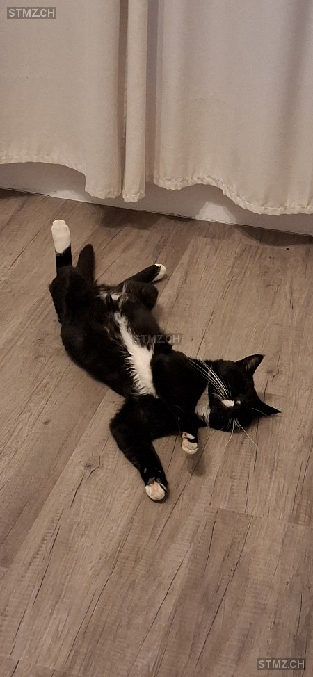 Negi — Hauskatze ♂, Vermisst seit 27.01.2026, Prévonloup (VD)