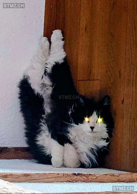 Chaplin — Hauskatze ♀, Vermisst seit 02.02.2026, Turbenthal (ZH)