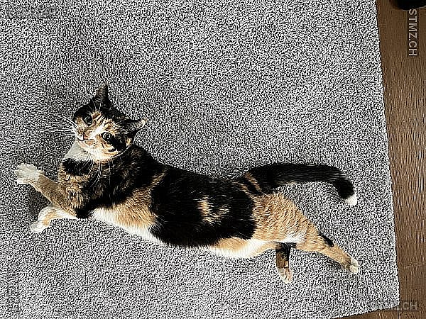 Nala — Hauskatze ♀, Vermisst seit 02.02.2026, Seedorf BE (BE)