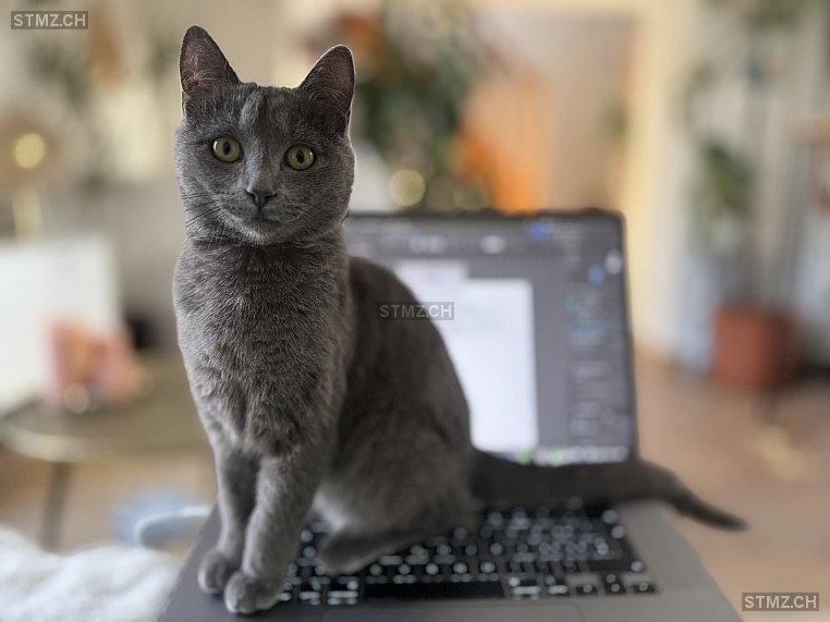 Baya — Hauskatze ♀, Vermisst seit 02.02.2026, Lutry (VD)