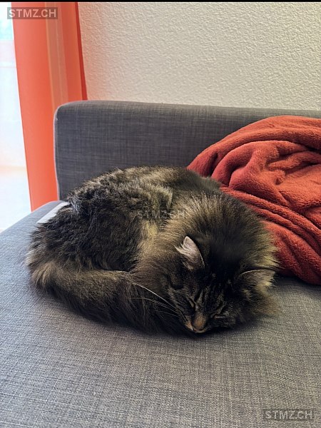 Piuma — Hauskatze ♀, Vermisst seit 02.02.2026, Busswil bei Büren (BE)