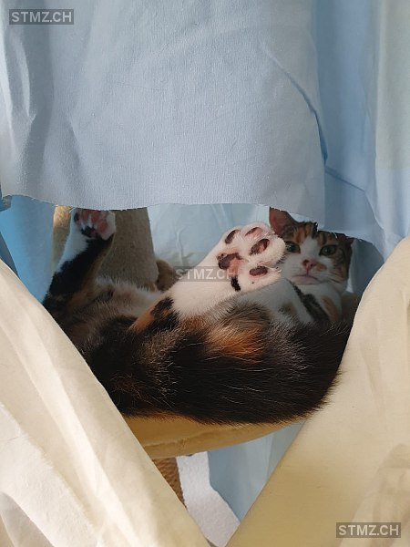 Bonny — Hauskatze ♀, Vermisst seit 05.02.2026, Sugiez (FR)